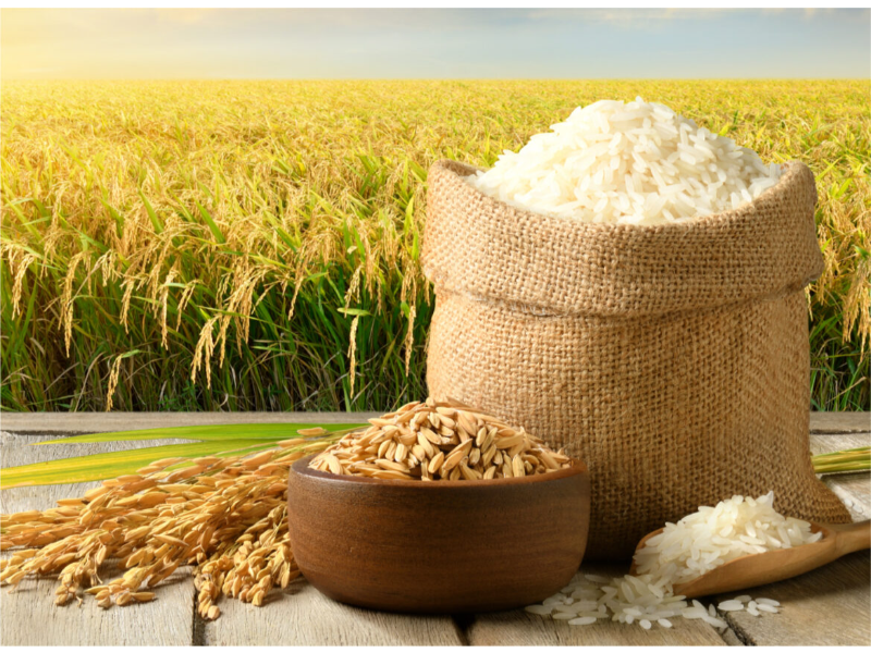 Giá lúa gạo hôm nay ngày 15/4: Tăng giảm trái chiều